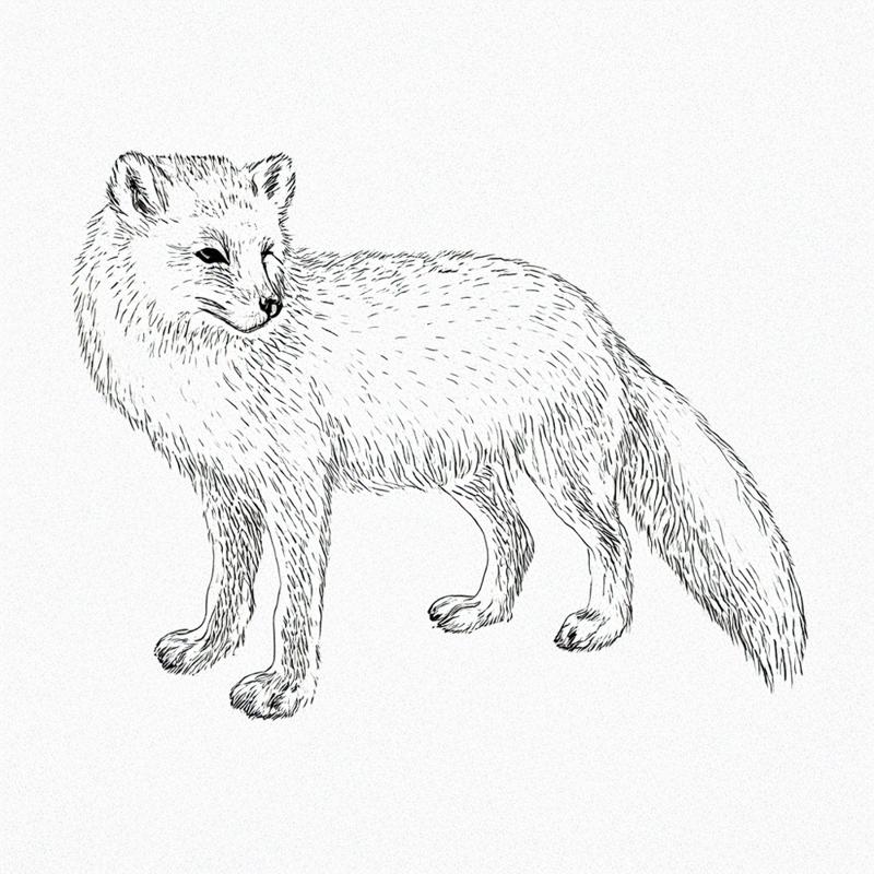 Arctic Fox