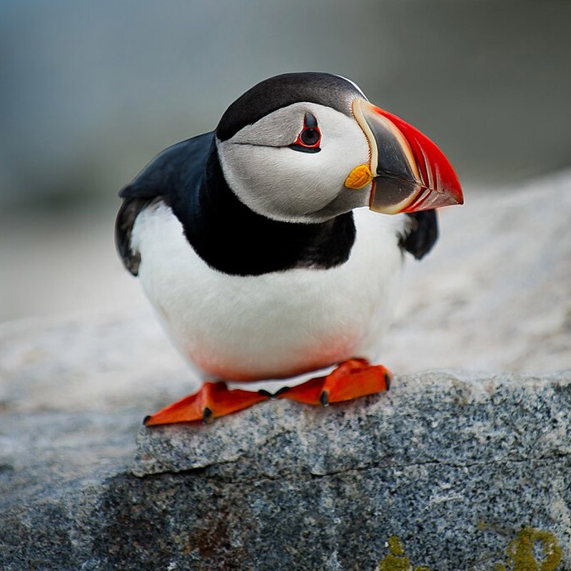 1024Px Goofy Puffin Unsplash