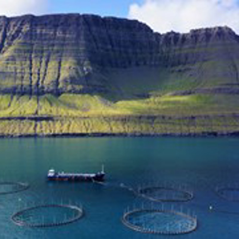 1 Lakeringe Foto Lisbeth Nebelong