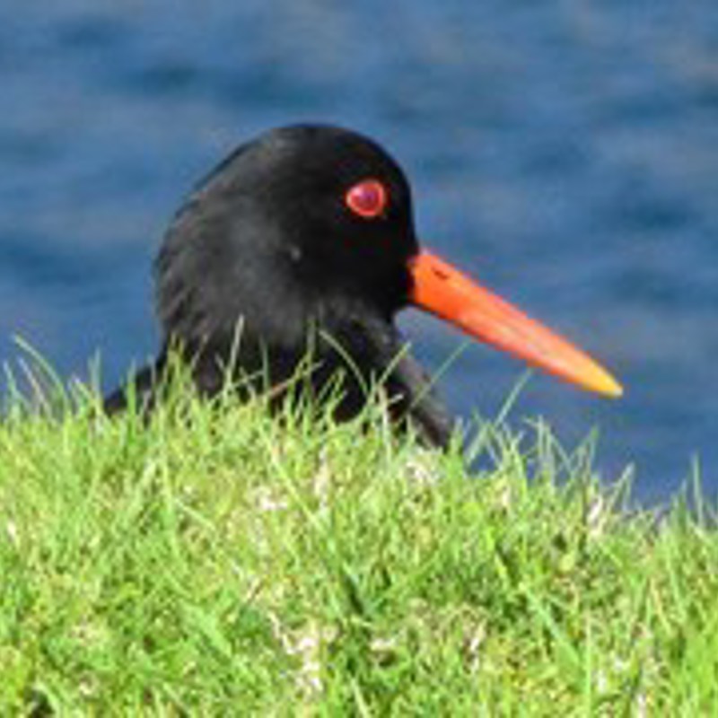 1 Tjaldur Foto Lisbeth Nebelong