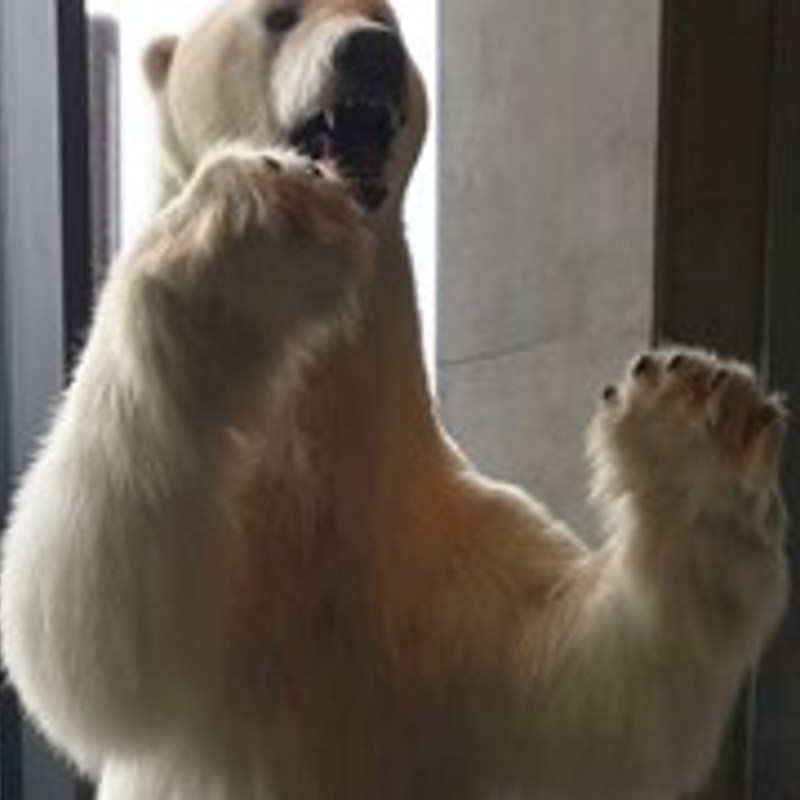 Udstoppet Isbjoern 2